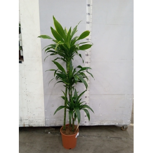Dracaena fr de 'Art'