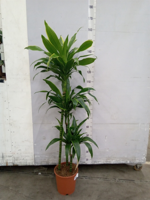 <h4>Dracaena fr de 'Art'</h4>