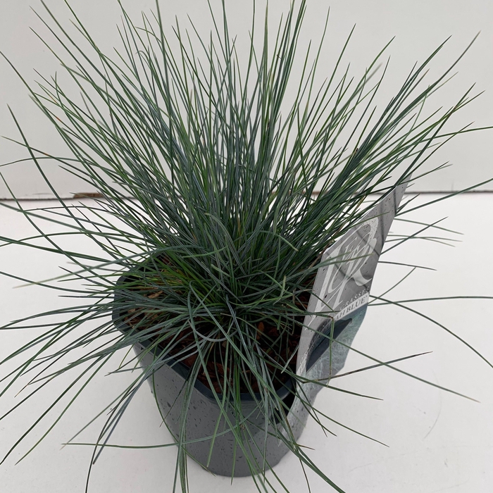 <h4>Graminées Festuca 'Elijah Blue'</h4>