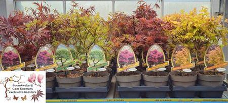 <h4>Acer Palmatum</h4>