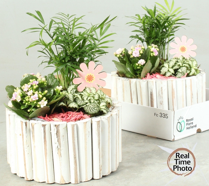 <h4>ARR KAMERPL</h4>