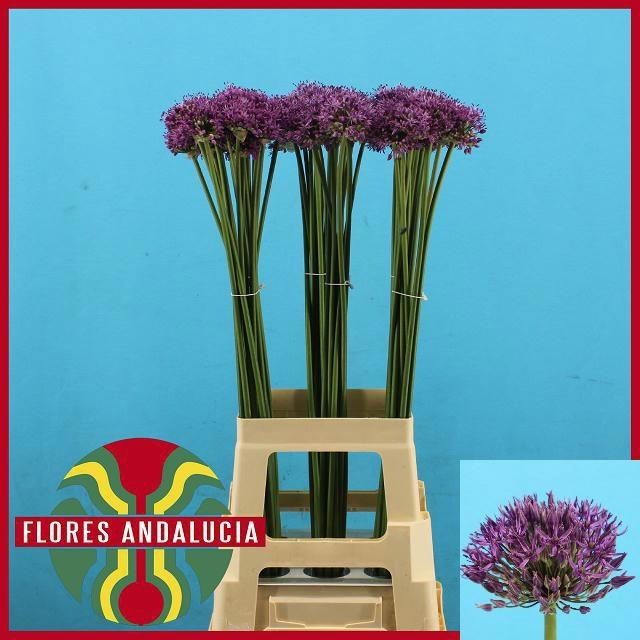 <h4>ALLIUM GLADIATOR</h4>