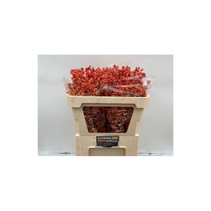 <h4>Ilex Ve Winter Gold</h4>