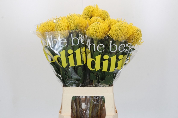 <h4>Nutans Ayoba Yellow</h4>