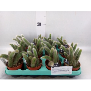 Cactus ...hangingplants