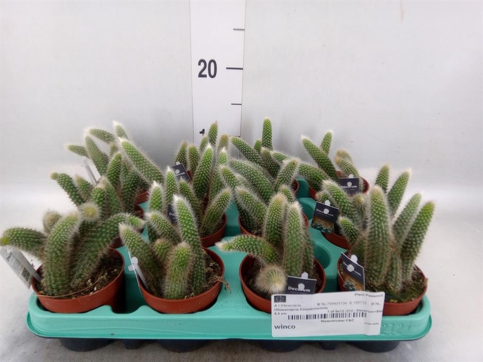 <h4>Cactus   ...hangingplants</h4>