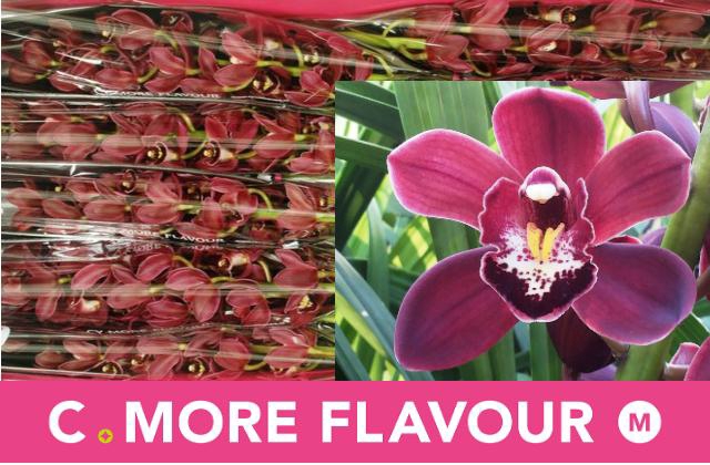 <h4>CYMB MI MADELON</h4>