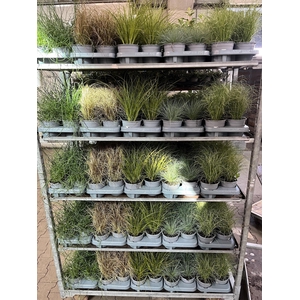 arr8 Carex Gem Mixk 1 Kleur Per Tray