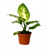 Dieffenbachia  'Compacta'