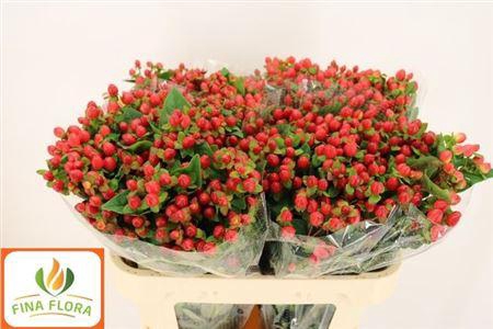 <h4>Hyp Mag Triumph</h4>