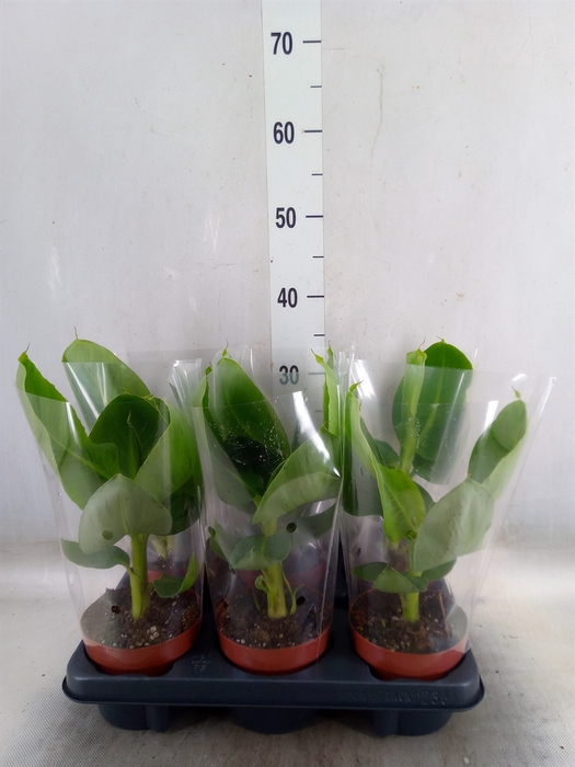<h4>Musa  'Tropicana'</h4>