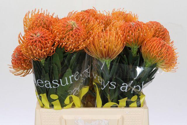 <h4>Leuco Ayoba Peach</h4>