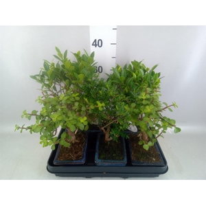 Bonsai   ...mix