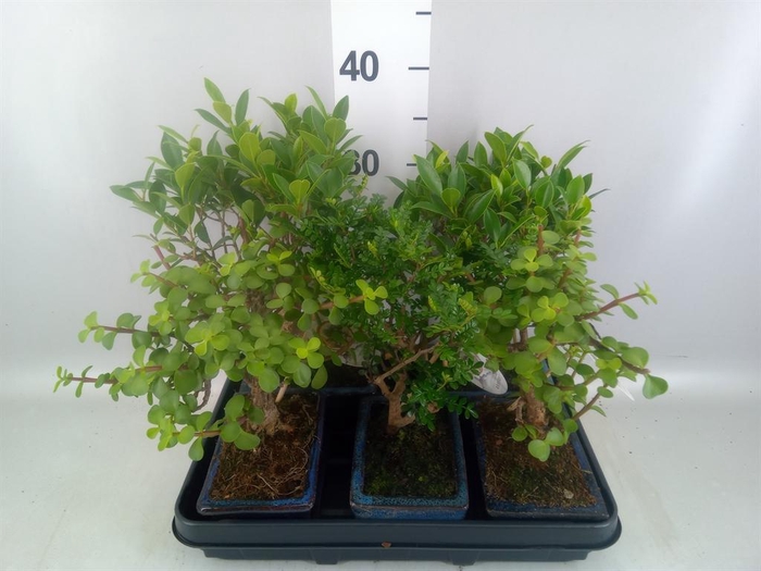 <h4>Bonsai   ...mix</h4>