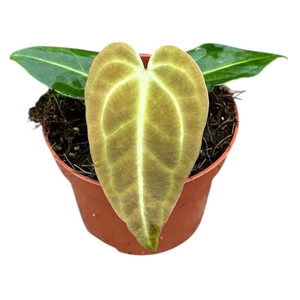 Anthurium blad