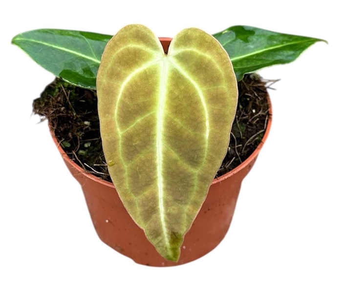 <h4>Anthurium blad</h4>