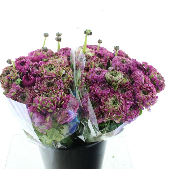 Ran Ponpon Malva Lila Extra