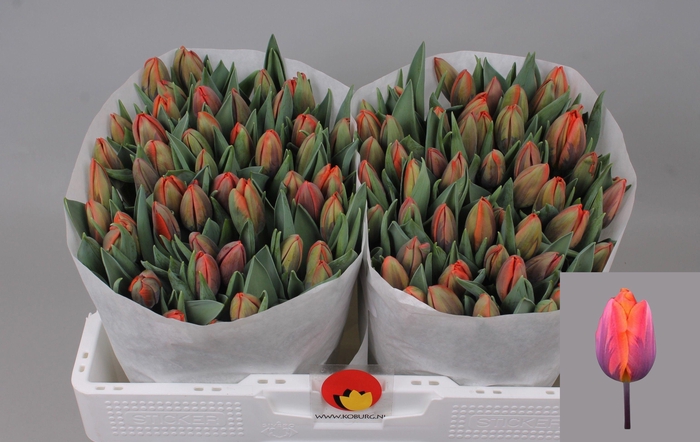 <h4>TU EN HERMITAGE</h4>