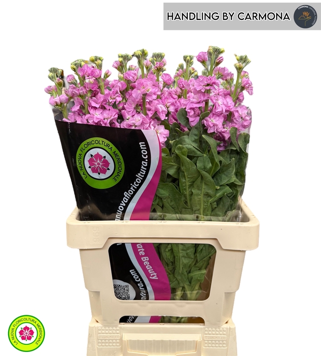<h4>MATTH IRON PINK</h4>