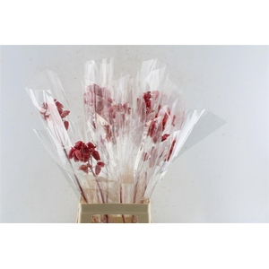 Kal Adans Apple Kids