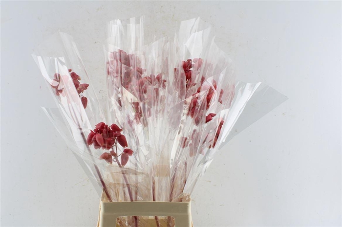 <h4>Kal Adans Apple Kids</h4>