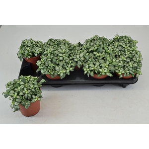 Fittonia Mosaic White Tiger