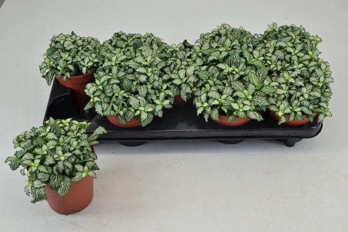 <h4>Fittonia Mosaic White Tiger</h4>