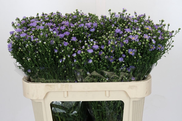 <h4>Aster Cassandra</h4>