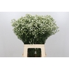 Limonium Pinna Colada