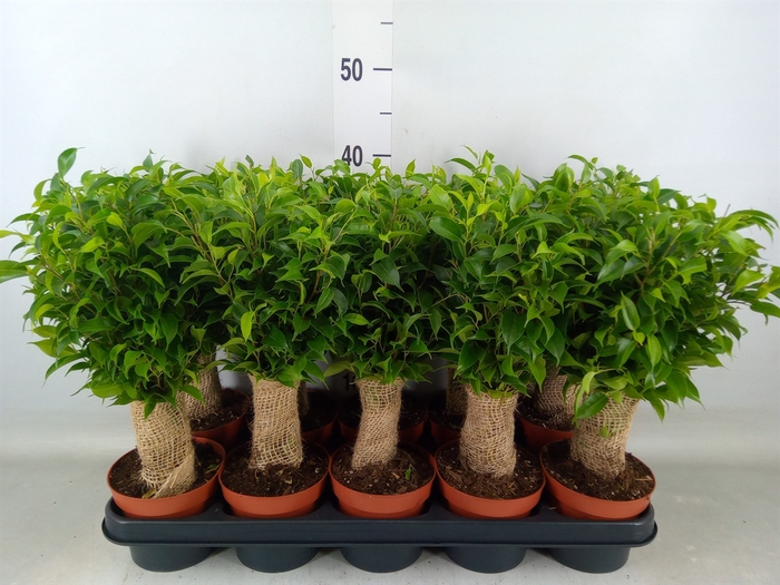 <h4>Ficus benja. 'Natasja'</h4>