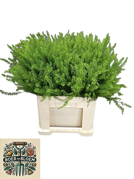 <h4>LEP VI GREEN DRAGON</h4>