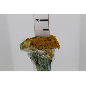 CELOSIA ARGENTEA CRISTATA NEO GOLD 060 CM