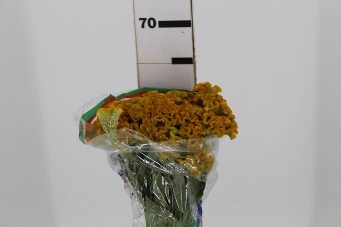 <h4>CELOSIA ARGENTEA CRISTATA NEO GOLD 060 CM</h4>