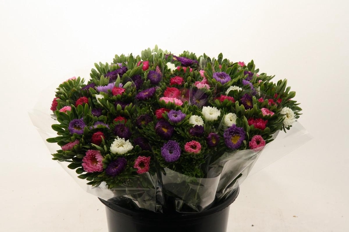 <h4>Mono Zomeraster gem in de bos</h4>