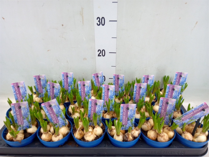 <h4>Muscari  'Atlantic'</h4>