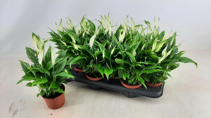 <h4>SPATH CHOPIN</h4>