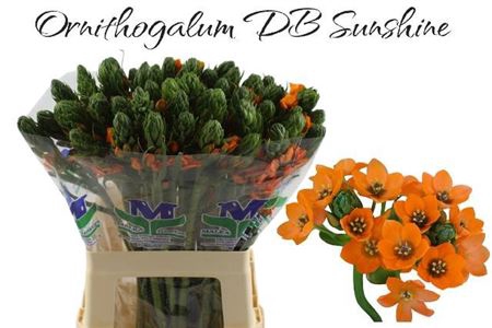 <h4>Ornit Db Sunshine</h4>