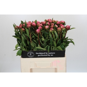 Paeonia Dr A Fleming