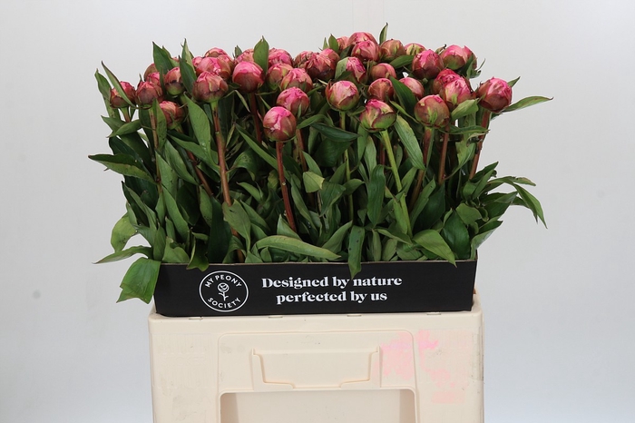 Paeonia Dr A Fleming