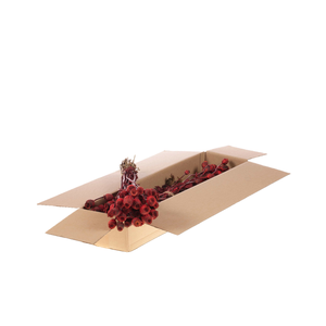 Papaver Sb Red