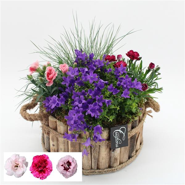 <h4>CACR-2505 Campanula creatie</h4>