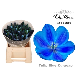 TU EN RV Paint BLUE CURACAO