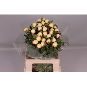 Paeonia Duchesse De Nemours