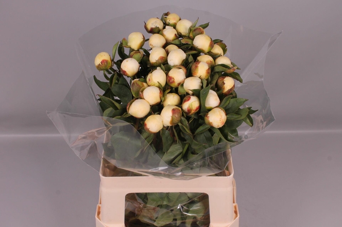 <h4>Paeonia Duchesse De Nemours</h4>