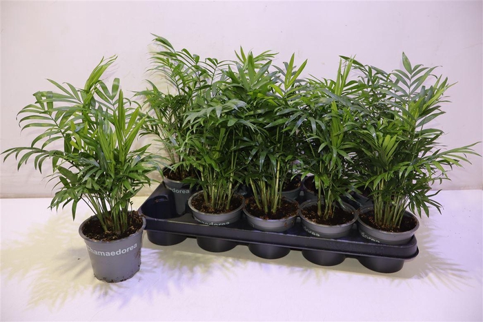 <h4>Chamaed Elegans</h4>