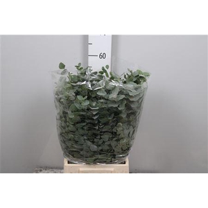 Euc Cinerea Short Extra