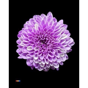 Chr S Cash Pastel Milka