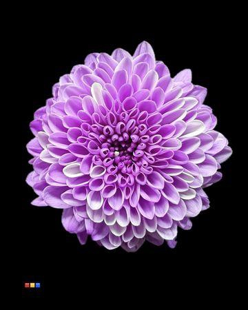 <h4>Chr S Cash Pastel Milka</h4>