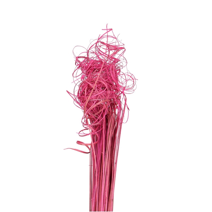 <h4>Dried articles Curly TingTing 70cm 200g</h4>