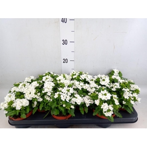 Verbena  'Drums White'